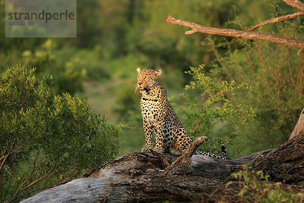 Leopard (Panthera pardus)  Alttier auf Baum  Sabisabi Private Game Reserve  Krüger Nationalpark  Südafrika  Afrika