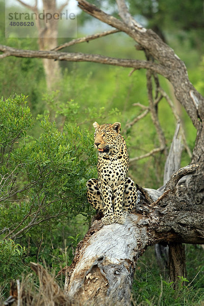 Leopard (Panthera pardus)  Alttier auf Baum  Sabisabi Private Game Reserve  Krüger Nationalpark  Südafrika  Afrika