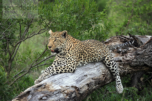 Leopard (Panthera pardus)  Alttier ruht auf Baum  Sabisabi Private Game Reserve  Krüger Nationalpark  Südafrika  Afrika