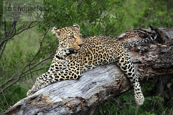 Leopard (Panthera pardus)  Alttier ruht auf Baum  Sabisabi Private Game Reserve  Krüger Nationalpark  Südafrika  Afrika