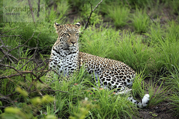 Leopard (Panthera pardus)  ruhendes Alttier  Sabisabi Private Game Reserve  Krüger Nationalpark  Südafrika  Afrika