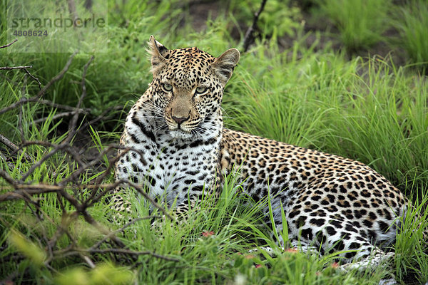 Leopard (Panthera pardus)  ruhendes Alttier  Sabisabi Private Game Reserve  Krüger Nationalpark  Südafrika  Afrika