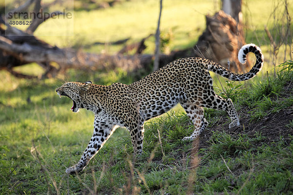 Leopard (Panthera pardus)  Alttier geht und gähnt  Sabisabi Private Game Reserve  Krüger Nationalpark  Südafrika  Afrika