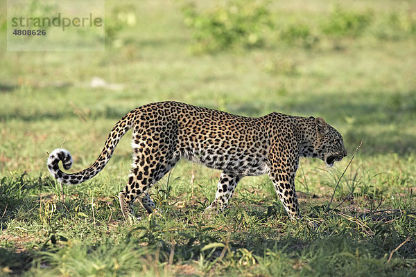 Leopard (Panthera pardus)  weibliches Alttier  Sabisabi Private Game Reserve  Krüger Nationalpark  Südafrika  Afrika