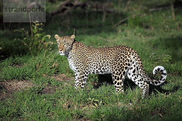 Leopard (Panthera pardus)  weibliches Alttier  Sabisabi Private Game Reserve  Krüger Nationalpark  Südafrika  Afrika