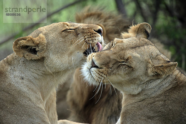 Afrikanischer Löwe (Panthera leo)  zwei weibliche Alttier  Sozialverhalten  Sabisabi Private Game Reserve  Krüger Nationalpark  Südafrika  Afrika