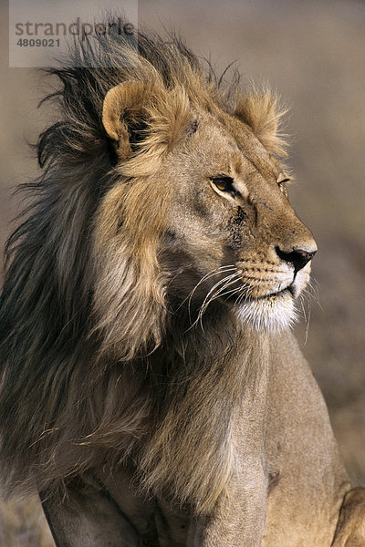 Löwe  Portrait  (Panthera leo)  Ndutu-See  Ngorongoro Krater  UNESCO-Weltkulturerbe  Tansania  AfrikaAfrika