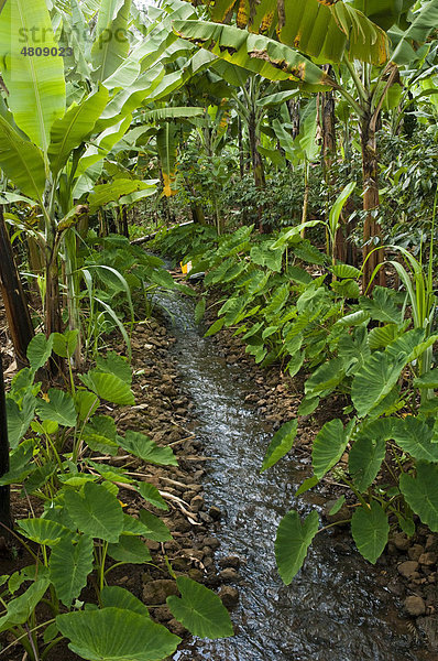 Bewässerungsgraben im Garten eines Kleinbauern  Kilimanjaro-Region  Tansania  Afrika
