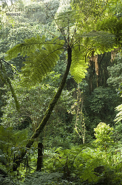 Baumfarne (Cyathea manniana) im Wald am Kilimanjaro  Tansania  Afrika