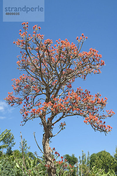 Blühender Korallenbaum (Erythrina)  Kilimanjaro-Region  Tansania  Afrika