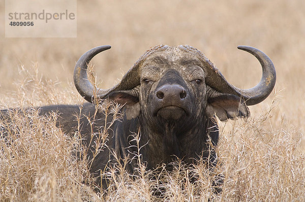 Afrikanischer Büffel (Syncerus caffer)  ruht  Tarangire Nationalpark  Tansania  Afrika