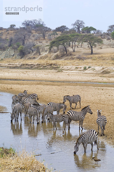 Zebras (Equus quagga boehmi) trinken am Taragire Fluß  Nationalpark  Tansania  Afrika