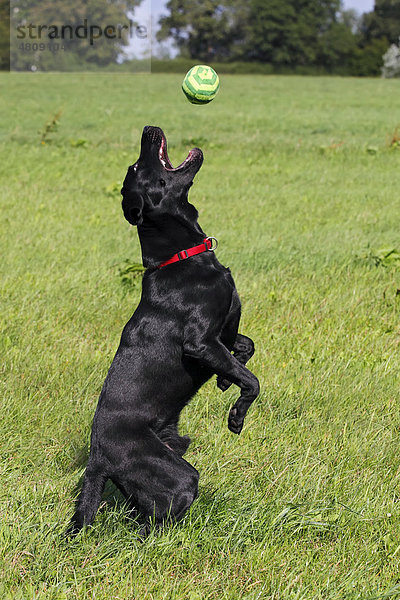 Schwarzer Labrador Retriever (Canis lupus familiaris) springt nach Ball Junghund Rüde
