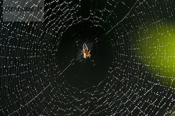 Spinne im Spinnennetz mit kleinen Wassertropfen