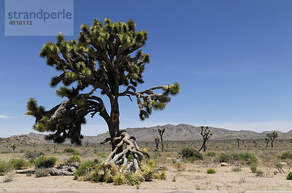 Josua Palmlilie  Joshua Tree (Yucca brevifolia)  Joshua Tree Nationalpark  Palm Desert  Südkalifornien  USA  Nordamerika
