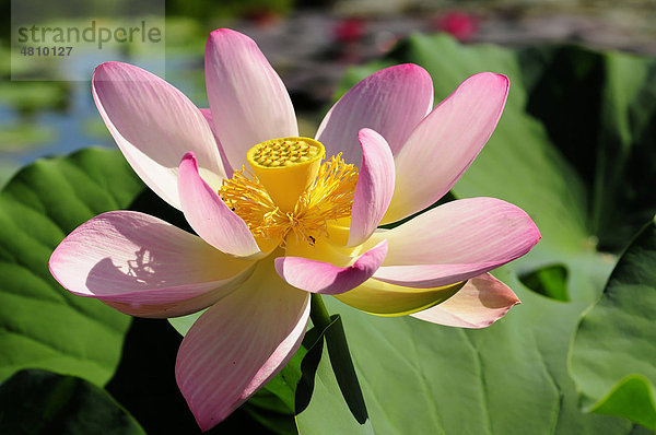 Rosa Lotusblüte (Nelumbo)