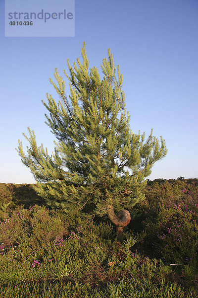 Waldkiefer oder Gemeine Kiefer (Pinus sylvestris)  verzerrt-gewachsener Baum auf Heideland  Dorset  England  Großbritannien  Europa