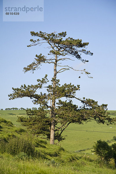 Waldkiefer oder Gemeine Kiefer (Pinus sylvestris)  Wuchsform  voll-entwickelter Baum auf Magerwiese  Dorset  England  Großbritannien  Europa