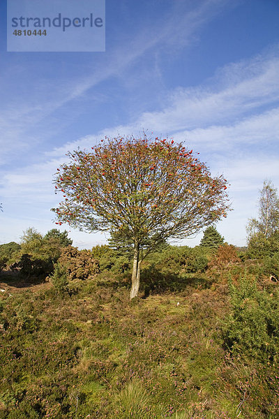Vogelbeere oder Eberesche (Sorbus aucuparia)  Wuchsform  ganzer Baum mit Beeren  auf Heideland  Dorset  England  Großbritannien  Europa