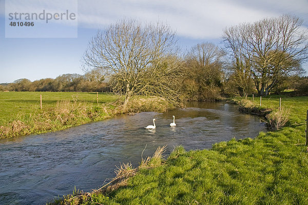 Schnell fließender kleiner Fluss mit Wiesen und Höckerschwänen (Cygnus olor)  Frome Fluss  Moreton  Dorset  England  Großbritannien  Europa