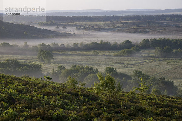 Heideland in den frühen Morgenstunden mit Heidekraut  Weiden und Nadelbaumanpflanzungen  in Richtung Purbeck Hills  Tadnol  Dorset  England  Großbritannien  Europa