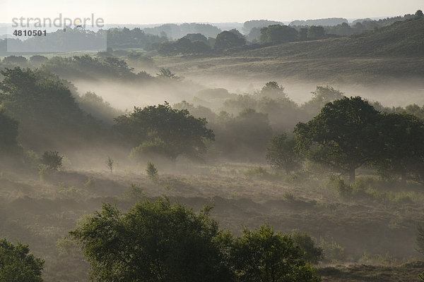 Heideland in den frühen Morgenstunden mit Bodennebel und einzelnen Bäumen  Tadnol  Dorset  England  Großbritannien  Europa