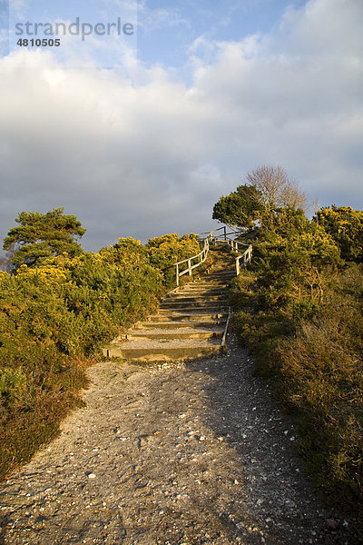 Fußweg durch Heide mit Treppen zu einer Hügelkuppe  Arne  Dorset  England  Großbritannien  Europa