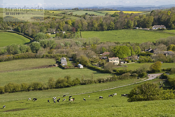 Blick auf Ackerland mit weidenden Kühen  Feldern  Häusern und Wäldern  Upton  Dorset  England  Großbritannien  Europa