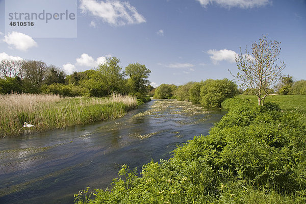 Fluss im Kalkhabitat mit nistenden Höckerschwänen (Cygnus olor)  Fluss Frome  Dorset  England  Großbritannien  Europa