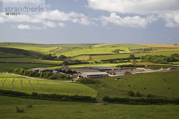 Mittelständischer Milchviehbetrieb mit Nebengebäuden  von Weiden und Wiesen umgeben  West Chaldon  Dorset  England  Großbritannien  Europa