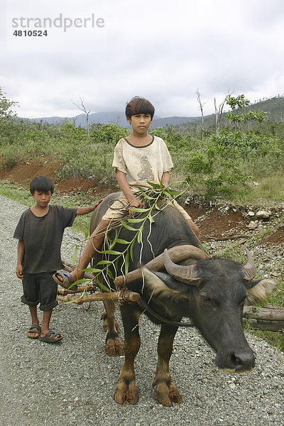 Zwei Jungen  ein Junge reitet auf einem Asiatischen Büffel (Bubalus bubalus)  mit gesammelten Orchideen aus dem Wald  Philippinen  Südostasien  Europa