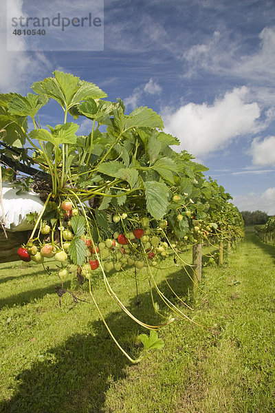 Erdbeere (Fragaria sp.)  Anbau  Obst  wächst in hängenden Grow-bags oder Pflanzenbeuteln  zum Selberpflücken auf einem Obsthof  West Stafford  Dorset  England  Großbritannien  Europa