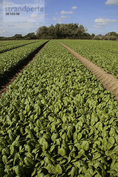 Spinat (Spinacia oleracea)  Anbau in Streifen für Fertig-Salate  England  Großbritannien  Europa verpackt gewachsen