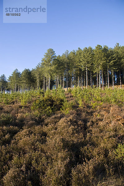 Kommerzielle Nadelbaumschonung auf Heideland  mit Bäumen  zwei Jahre  Moreton  Dorset  England  Großbritannien  Europa