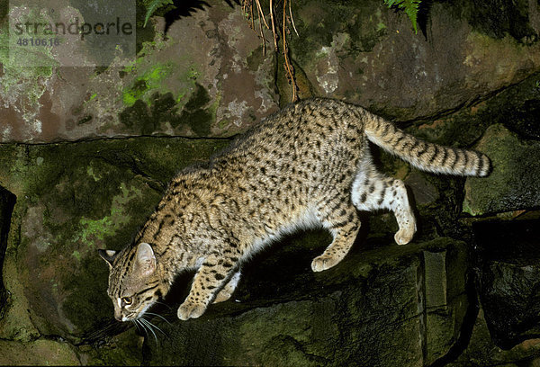 Kleinfleckkatze  Salzkatze oder Geoffroy-Katze (Leopardus geoffroyi syn. OnciLeopardus geoffroyi syn. Oncifelis geoffroyi)  männlich  in Gefangenschaft