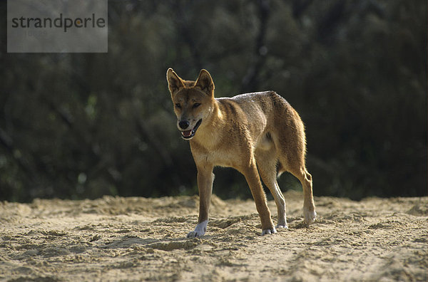 Dingo (Canis Dingo)  gehend  Fraser Island  Queensland  Australien