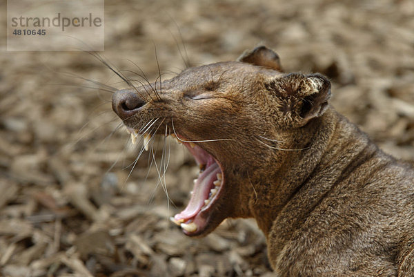 Fossa (Cryptoprocta ferox)  Alttier beim Gähnen