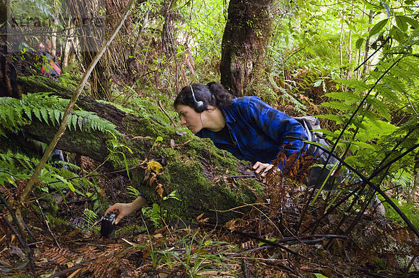 Streifenkiwi (Apteryx mantelli)  Naturschutzprogramm  Biologe beim Radio-Tracking  Waimarino Forest  Raetihi  Nordinsel  Neuseeland