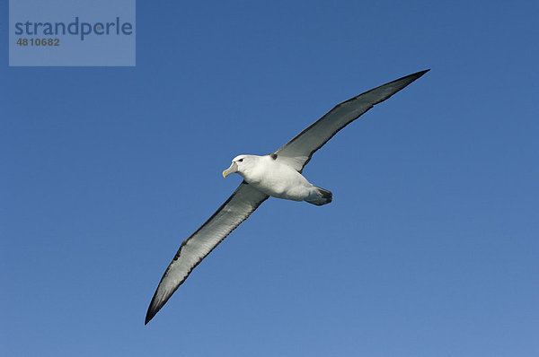 Neuseeländischer Albatros oder Weißkappenalbatros (Thalassarche steadi)  im Flug über das Meer  Kaikoura  Südinsel  Neuseeland