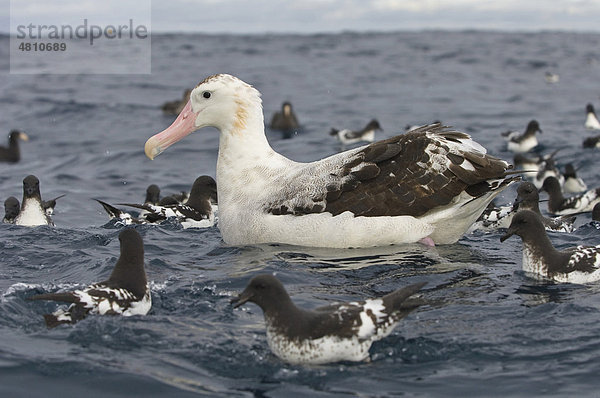 Gibson's Antipoden-Albatros (Diomedea antipodensis gibsoni)  beim Schwimmen im Meer mit Kapsturmvögeln  Kaikoura  Südinsel  Neuseeland
