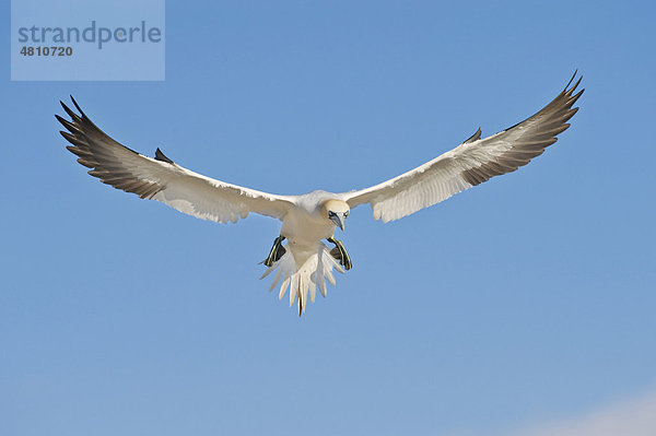 Basstölpel (Morus bassanus)  im Flug  Saltee Islands  Irland  Europa