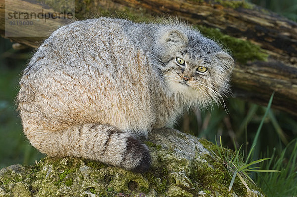 Manul oder Pallaskatze (Felis manul)  ausgewachsenes Tier  Winterfell  auf Felsen  in Gefangenschaft