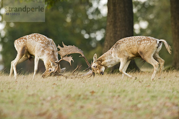 Damhirsch (Dama dama)  zwei Böcke beim Kampf während der Brunft  Knole Park  Kent  England  Großbritannien  Europa