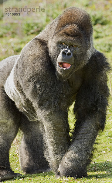 Westlicher Flachlandgorilla (Gorilla gorilla gorilla)  Männchen  Silberrücken  im Stand  in Gefangenschaft