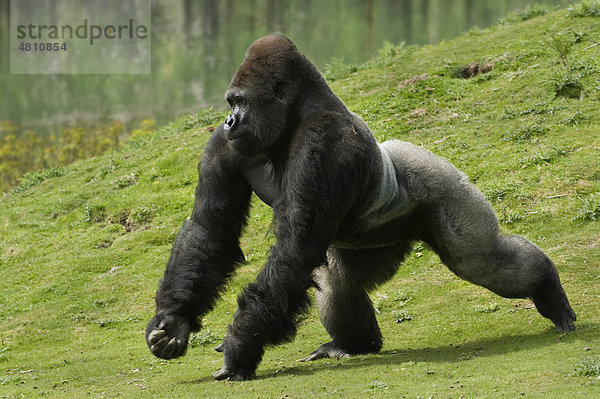 Westlicher Flachlandgorilla (Gorilla gorilla gorilla)  Männchen  Silberrücken  beim Angriff  in Gefangenschaft