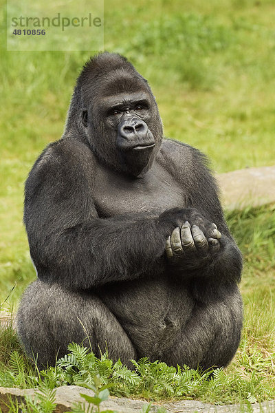 Westlicher Flachlandgorilla (Gorilla gorilla gorilla)  Männchen  Silberrücken  mit gefalteten Händen  sitzend auf dem Boden  in Gefangenschaft