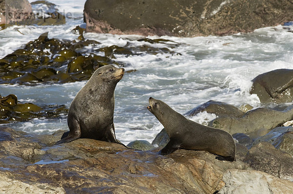 Neuseeländische Seebär oder Australischer Seebär (Arctocephalus forsteri)  Männchen und Weibchen interagieren miteinander  auf Küstenfelsen  Südinsel  Neuseeland