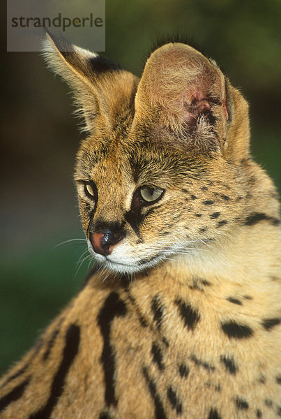 Serval (Felis serval)  Weibchen  Portrait