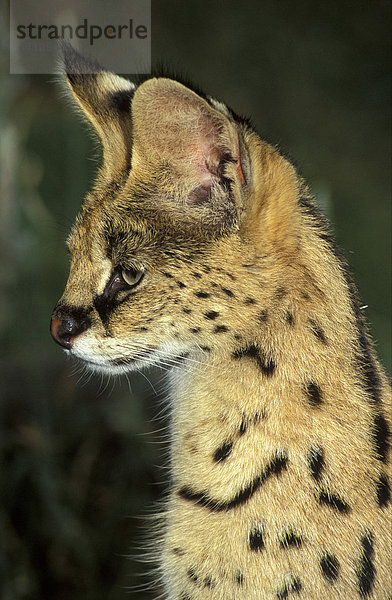 Serval (Felis serval)  Weibchen  Portrait