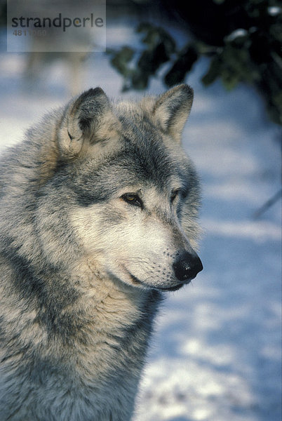 Timberwolf oder Amerikanicher Grauwolf (Canis lupus)  Männchen  Porträt